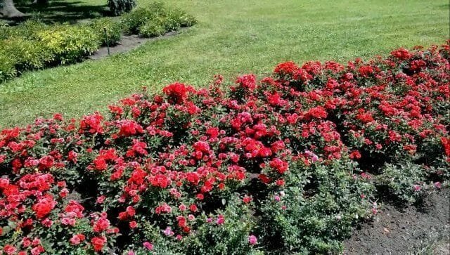 Pemangkasan bunga mawar di musim semi: aturan, tips, saran