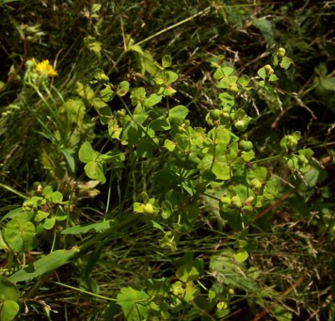 Gelap daun hijau, 14 cm