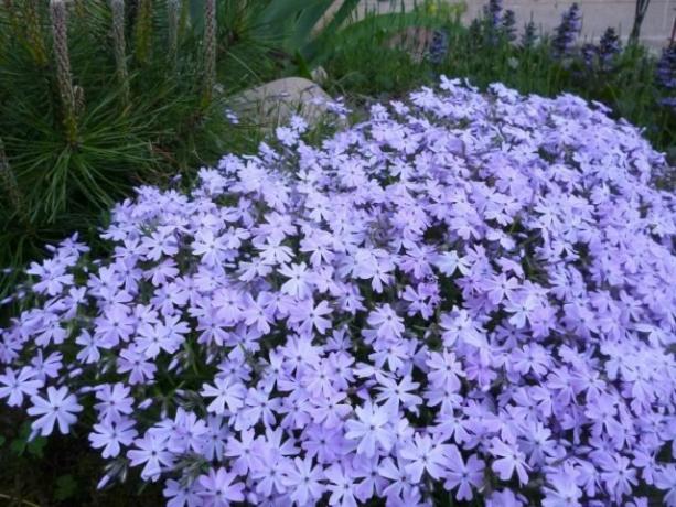 Lilac phlox pulau (sebagian besar foto diambil dari internet)