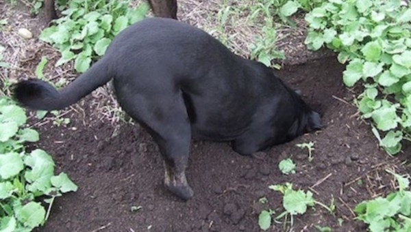 Bagaimana untuk menakut-nakuti anjing lingkungan untuk menggali kebun sayur dan berlari-lari di tempat tidur taman