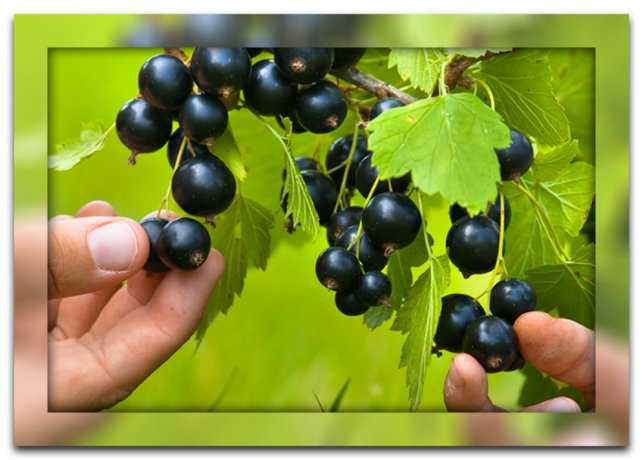 Sekilas varietas blackcurrant untuk situs Anda dan rekomendasi yang berguna untuk pengeringan dan manfaat untuk kesehatan Anda