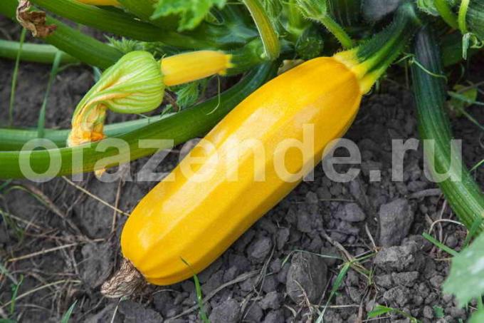 Tumbuh zucchini. Ilustrasi untuk sebuah artikel digunakan untuk lisensi standar © ofazende.ru