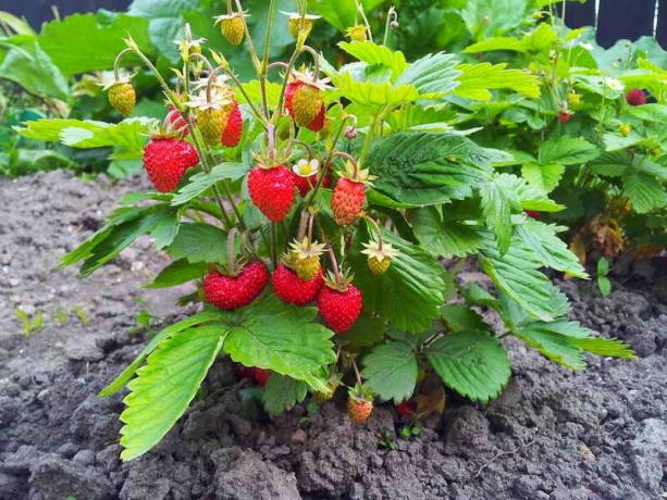 Tumbuh stroberi dan strawberry