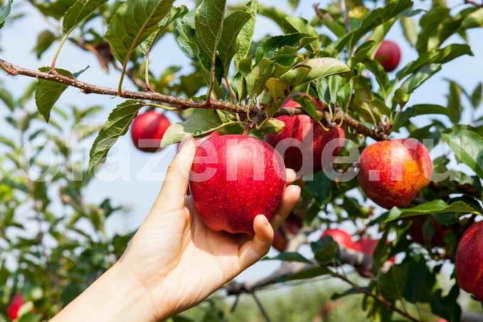 Tumbuh pohon apel. Ilustrasi untuk sebuah artikel digunakan untuk lisensi standar © ofazende.ru