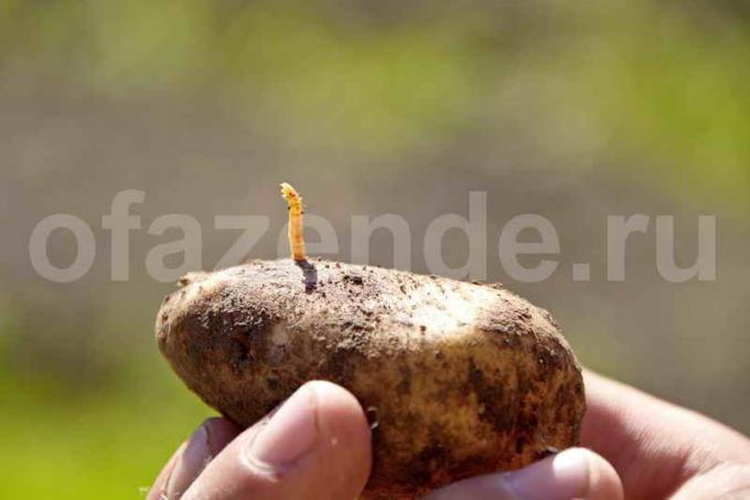 Wireworms dalam kentang. Ilustrasi untuk sebuah artikel digunakan untuk lisensi standar © ofazende.ru