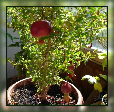 Bagaimana untuk tumbuh delima di rumah, sehingga Anda dapat berpesta buah lezat langsung dari ambang jendela!