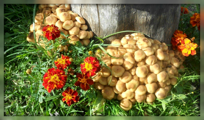 Bagaimana untuk tumbuh jamur di halaman belakang Anda dan mudah untuk menghasilkan panen berlimpah