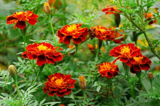 Apa manfaat marigold di taman