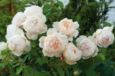 English Roses David Austin - anak-anak ratu