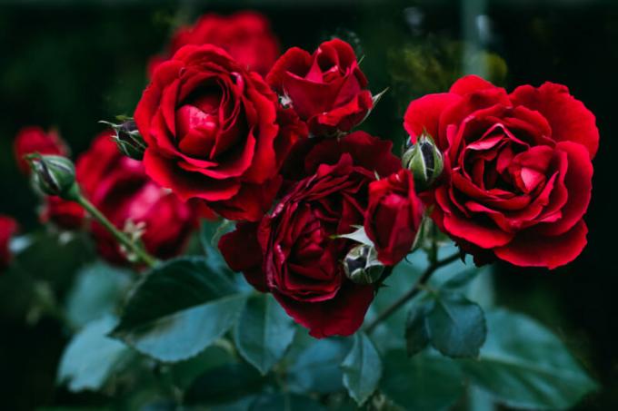 Cara menyimpan tanaman mawar untuk musim semi - tanggal penerbitan. Ilustrasi untuk sebuah artikel digunakan untuk lisensi standar © ofazende.ru