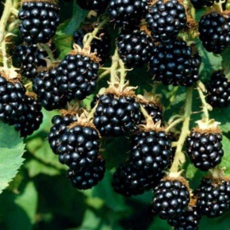 Cara menanam tanaman yang kaya taman blackberry