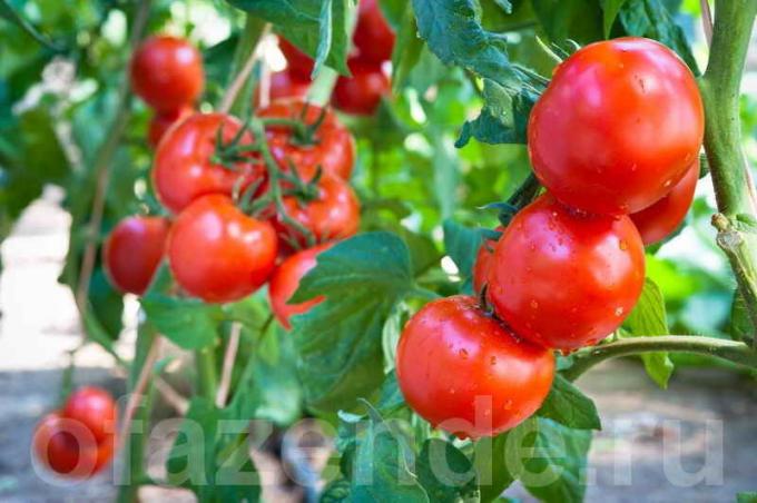 Bagaimana dan kapan untuk menyemprot tomat untuk melestarikan dan meningkatkan panen