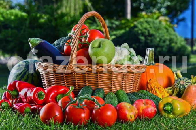 Koleksi sayuran. Ilustrasi untuk sebuah artikel digunakan untuk lisensi standar © ofazende.ru