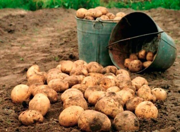 Cara meningkatkan hasil kentang