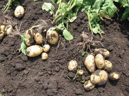 Apa yang saya membawa percobaan saya dengan potong setiap bunga pada kentang