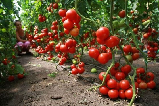 Cara menanam tomat (tomat)