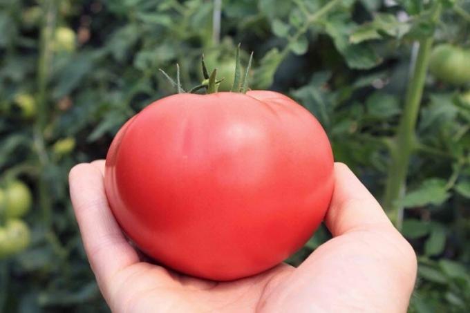 Bagaimana meningkatkan kadar gula tomat, jika mereka "asam". resep mudah