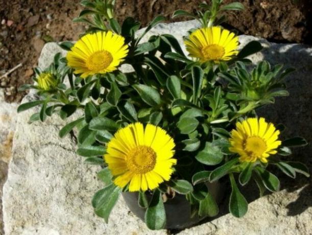 Kontainer Berkebun - undemanding tanaman untuk taman Anda: tips untuk tukang kebun