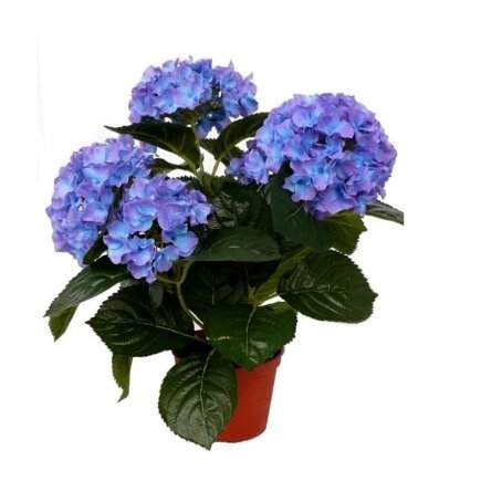 Bunga-bunga pucat, lavender biru