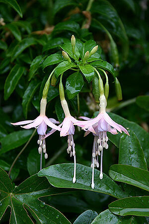 Daun hijau muda