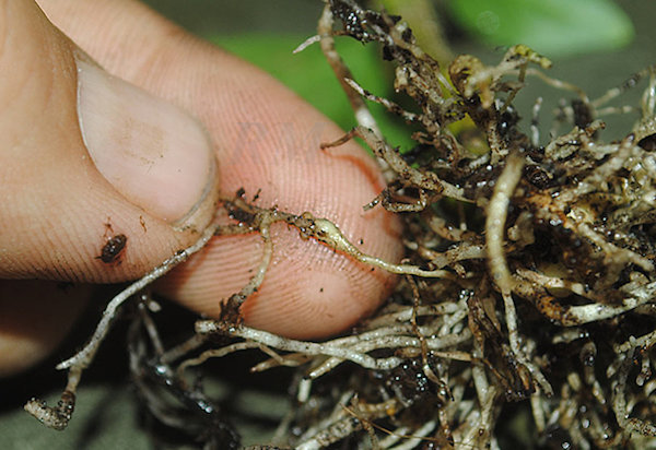 Mencegah terjadinya nematoda akar-simpul di musim depan