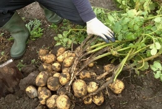 Bagaimana untuk tumbuh kentang awal
