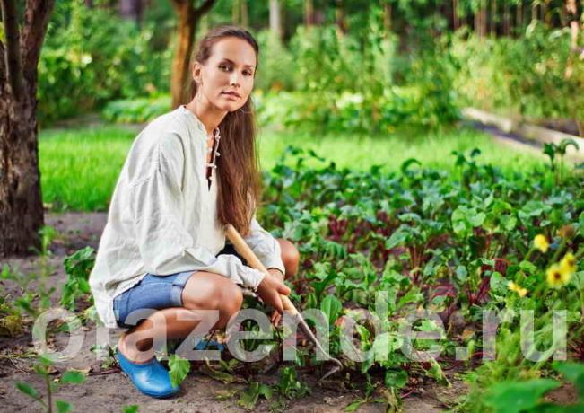 kebun sayur untuk orang-orang malas. Ilustrasi untuk sebuah artikel digunakan untuk lisensi standar © ofazende.ru