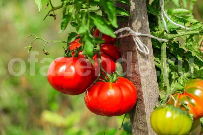 tomat garter. Ilustrasi untuk sebuah artikel digunakan untuk lisensi standar © ofazende.ru
