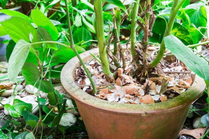 Gunakan kulit telur di negara dan rumah