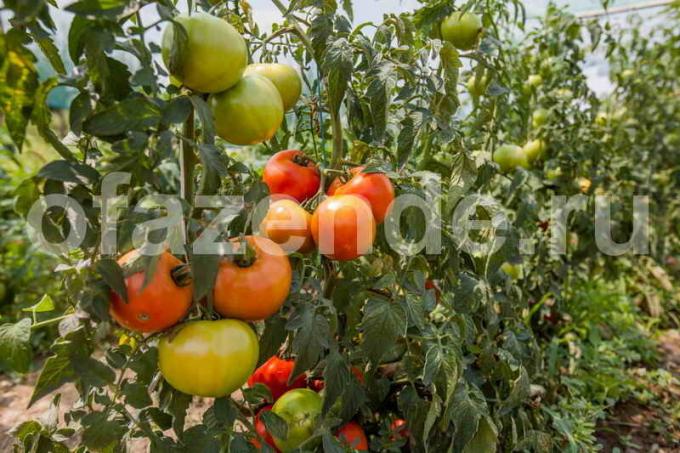Menanam tomat. Ilustrasi untuk sebuah artikel digunakan untuk lisensi standar © ofazende.ru
