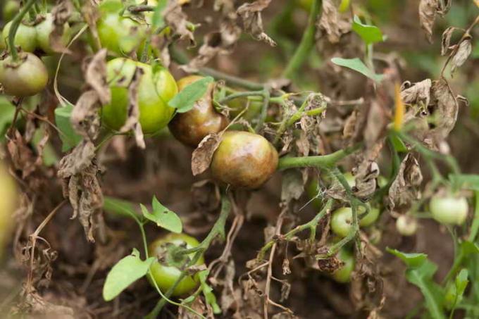 Bagaimana melindungi tomat dari penyakit busuk daun
