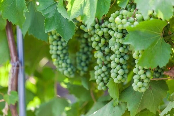 Cara merawat buah anggur pada bulan Juli