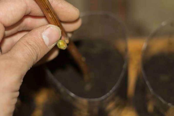 Semi bibit tanam anggur dalam pot dengan tanah. Ilustrasi untuk sebuah artikel digunakan untuk lisensi standar © ofazende.ru