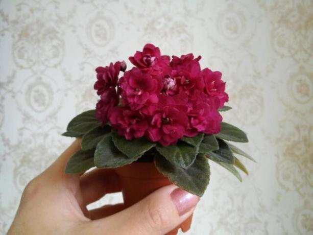 Miniatur violet mencintai sesak. Foto dari Internet