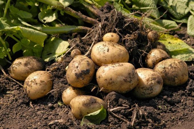 Penanaman kentang tanpa menggali tanah atau metode saya yang menghasilkan hasil