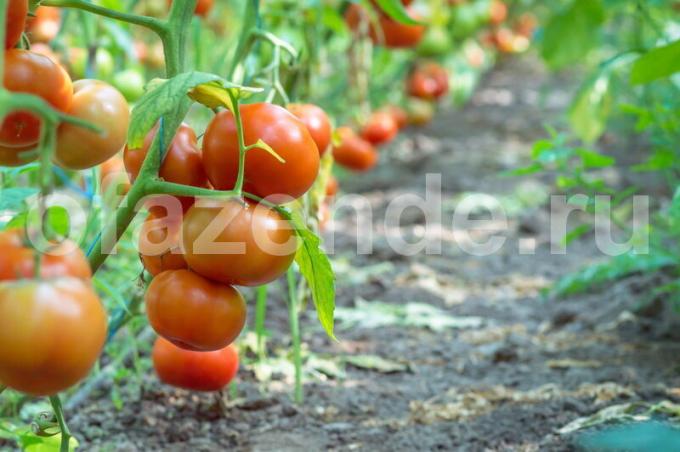 Tomat ilmu. membentuk perwujudan tomat semak-semak