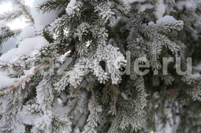 Persiapan pohon konifer untuk musim dingin. Ilustrasi untuk sebuah artikel digunakan untuk lisensi standar © ofazende.ru