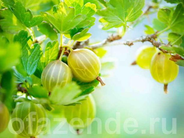 Gooseberry jinak: pemangkasan, menciptakan bentuk semak