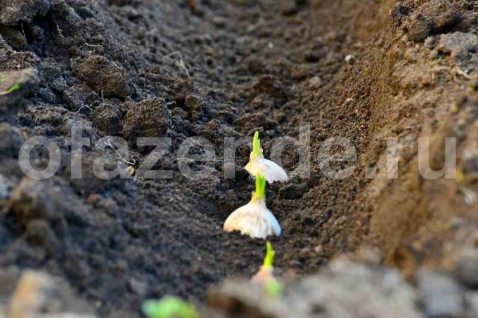 Tumbuh bawang putih. Ilustrasi untuk sebuah artikel digunakan untuk lisensi standar © ofazende.ru
