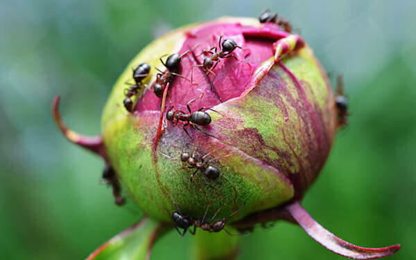 Apakah saya harus berurusan dengan semut di tunas peony