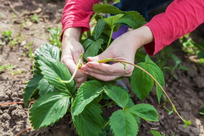 Potong daun stroberi dan kumis