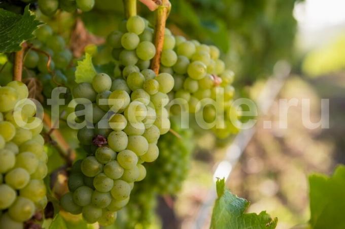 Tumbuh buah anggur. Ilustrasi untuk sebuah artikel digunakan untuk lisensi standar © ofazende.ru