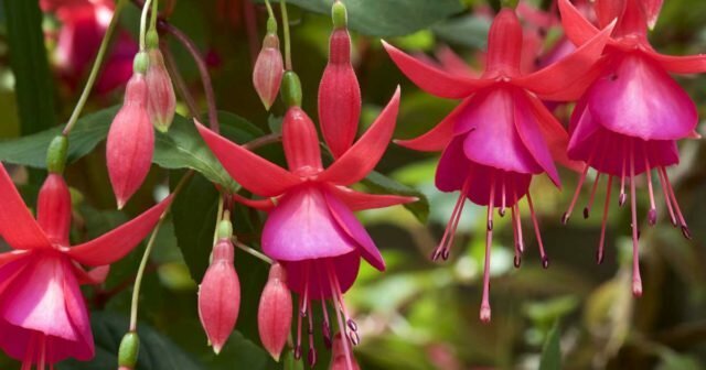 Tanaman Fuchsia: Foto, spesies, budidaya, penanaman dan perawatan di rumah