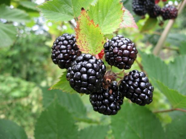 blackberry panen. Ilustrasi untuk sebuah artikel digunakan untuk lisensi standar © ofazende.ru