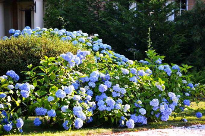 Budidaya hydrangea di kebun