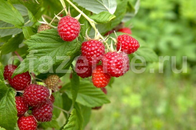 Raspberry pada cabang. Ilustrasi untuk sebuah artikel digunakan untuk lisensi standar © ofazende.ru