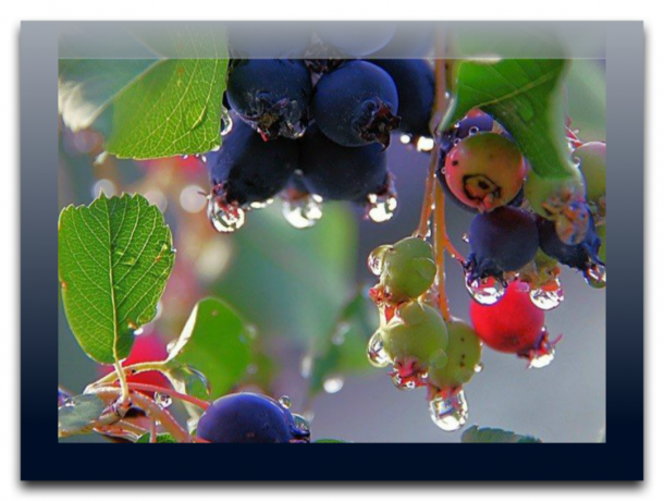 3 Terbaik dari varietas besar berbuah Irgi - berry, yang membantu Anda untuk menyimpan kesehatan Anda