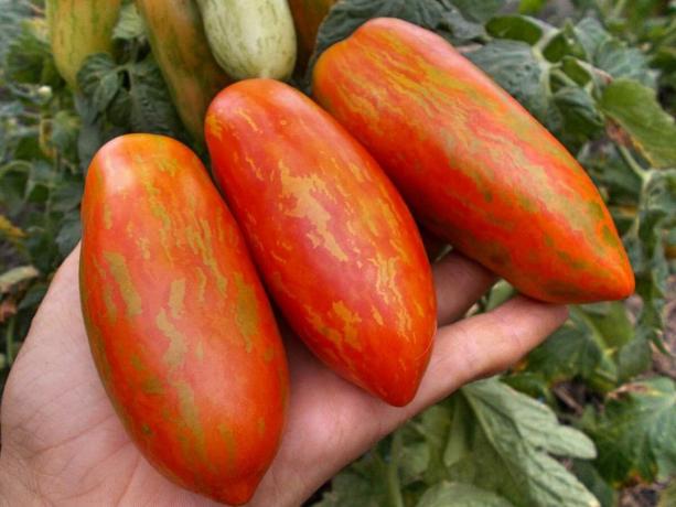 Tiga varietas tomat awal, yang tentunya akan mengejutkan Anda dengan keunikannya dan produktivitas (bagian 4)