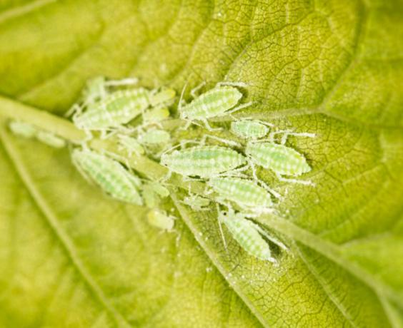 Semut memakan zat lengket yang daun koloni kutu daun pada batang dan daun. Ilustrasi untuk sebuah artikel digunakan untuk lisensi standar © ofazende.ru