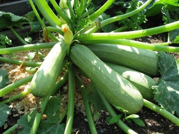 Rahasia saya untuk panen kaya zucchini